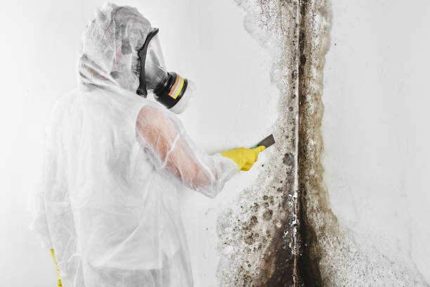 Best Industrial Mold Remediation in Taylor, PA