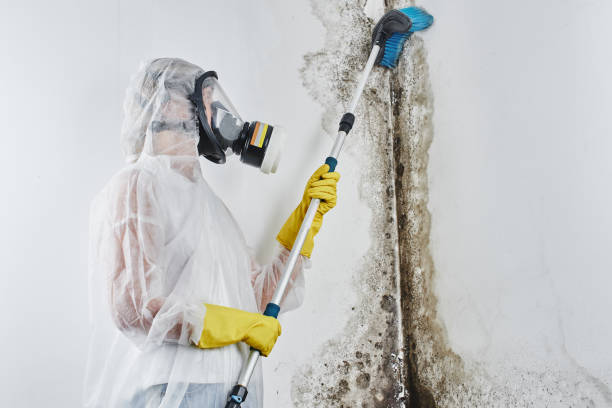 Best Black Mold Remediation in Taylor, PA