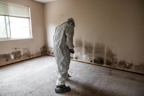 Best Residential Mold Remediation in Taylor, PA
