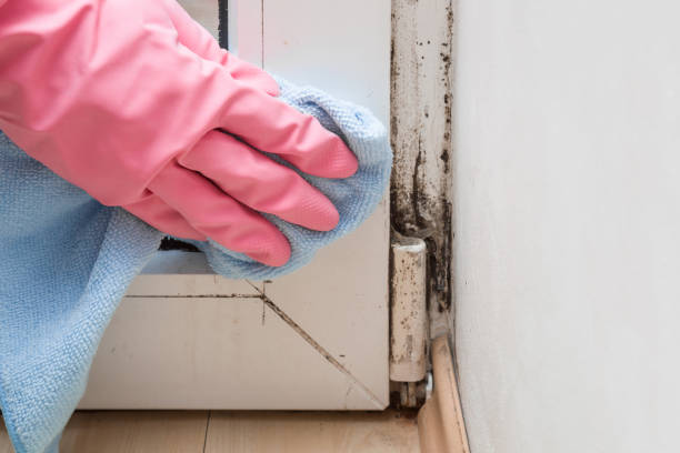 Best Localized Mold Remediation (e.g., coastal areas, humid climates) in Taylor, PA